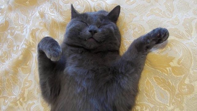 Привет МАША от мякушки смотреть онлайн