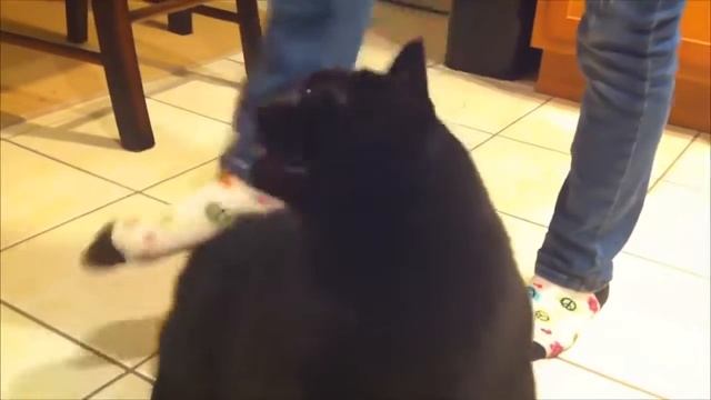 странное поведение кота