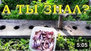 Сажаем ЛУК и ЧЕСНОК в СИДЕРАТЫ: по-ша-го-во