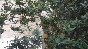 Голубика Американская высокая (Vaccinium corymbosum). Описание, где растет