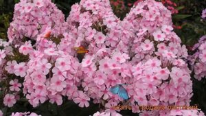 Флокс метельчатый Брайт Айс (phlox paniculata) ? обзор: как сажать, рассада флокса Брайт Айс