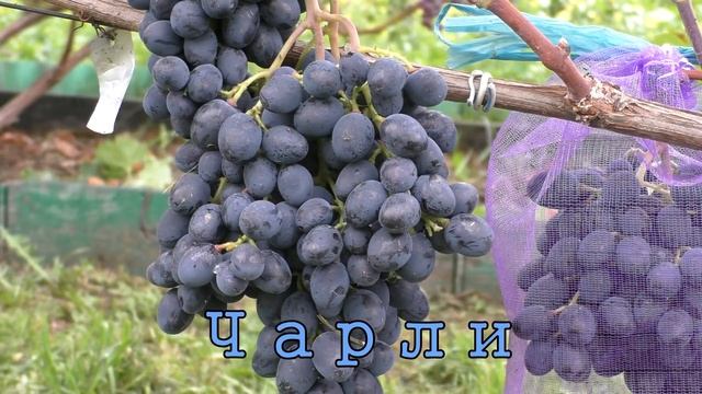 Виноград Беларуси. Лидчина . Сорт винограда - Чарли ( Антрацит)