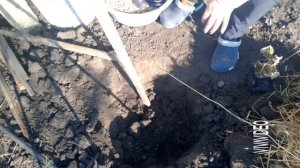 Осенняя посадка саженцев  морозостойкого киви. Autumn planting of frost-resistant kiwi seedlings.