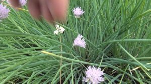 Лук шнитт на 28 июня 2017 урожайный огород сад и огород дача выращивание лука