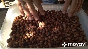 Фундук. Реальная урожайность трех сортов.