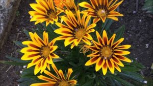 Gazania timelapse