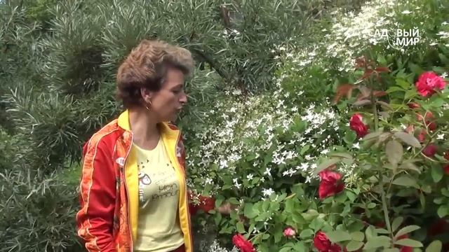 Неприхотливые растения для сада  Клематис жгучий. Сайт 