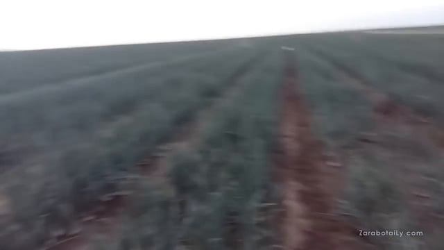 Лук на перо Стардаст 2016 г. смотреть онлайн