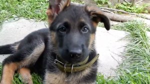 щенок немецкой овчарки 1,5 месяца Нора. Ушки встают