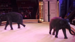 Цирковое Шоу! Слоны, Лошади, Обезьяны! /  Elephants perform in the circus