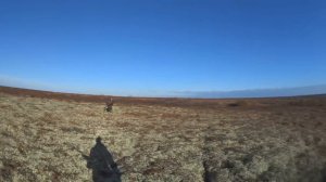 ОХОТНИКИ И РЫБОЛОВЫ ЗАПОЛЯРЬЯ. гусиный налёт