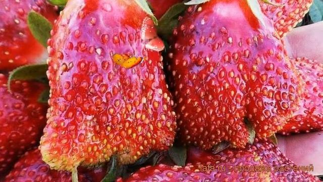 Земклуника обыкновенная Купчиха (coopchiha) ? обзор: как сажать, рассада, саженцы земклуники Купчих