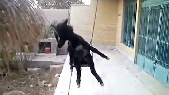 Ослик на качеле смотреть онлайн