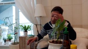 Филодендрон Лучистый посадка уход
