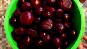 Никогда не выбрасываю мелкую СВЕКЛУ. Делаю из нее вкуснейший САЛАТ-ЗАКУСКУ на зиму.