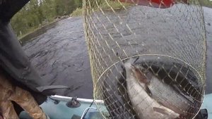 Ловля хариуса в карелии