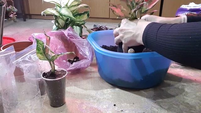 Дом в цветах// Пересаживаю новинки// Аглаонема и диффенбахия. смотреть онлайн