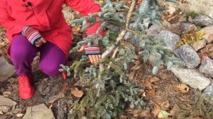 ПИХТЫ моего сада. ? Обзор, названия сортов.