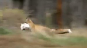 Лиса украла курицу