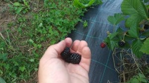 Сорт Швейцарской селекции Астерина!!! Самая сладкий сорт ежевики!!!