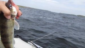 Ловля судака в отвес с лодки. Судак на балансир.Ловля судака.