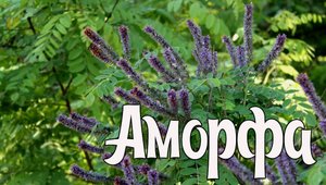 Аморфа кустарниковая. Лекарственные растения. Народная медицина. Польза и вред.