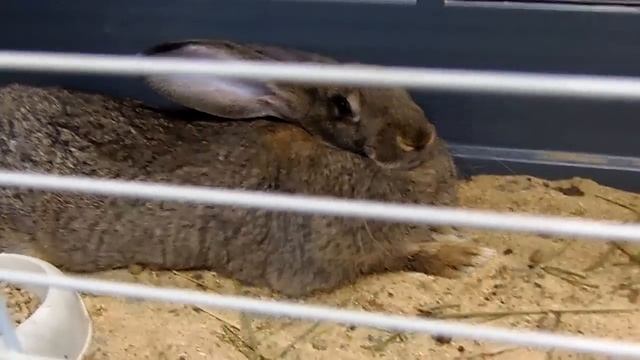 Кролик породы серый великан смотреть онлайн