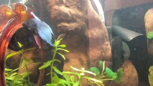 Рыбка петушок и зеркало