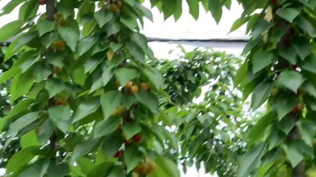 Самба гилос нави. УФО усулида. Тошкент вилояти 8 май 2020. “Fruit House Organics” консалтинг фирм смотреть онлайн