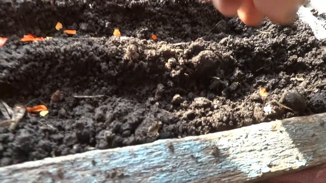 Моё утро.сею перец горький(жгущий) смотреть онлайн