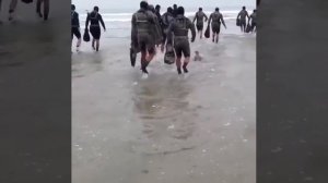 Морские котики