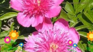 Пион молочноцветковый Пепл Спайдер. Краткий обзор, описание paeonia lactiflora Purple Spider