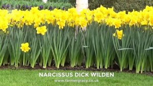Narcissus "Dick Wilden" - FarmerGracy.co.uk