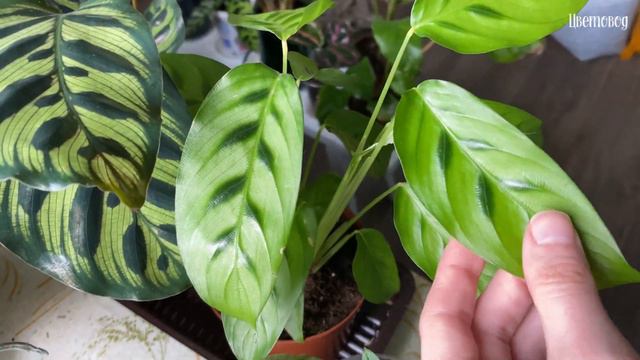 Расцвёл дендробиум. Как себя чувствует ванда после среза корней. Мои калатеи. смотреть онлайн