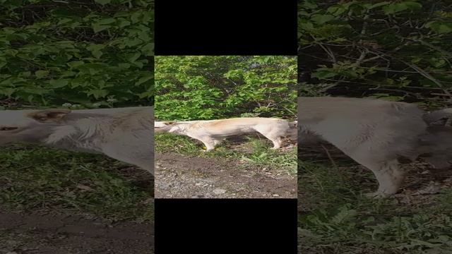 Это Шок Настоящий Мужик смотреть онлайн