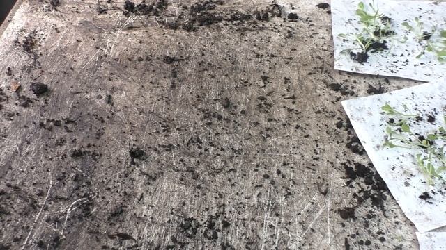 #Пикировка петунии. Как пикировать петунию быстро и правильно. смотреть онлайн