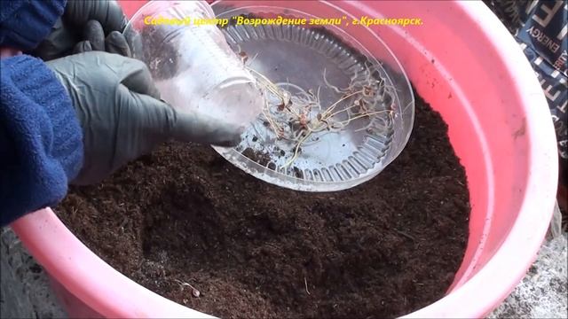 Как можно поступить с мелкоцветковым белым клематисом осенью и размножить его?