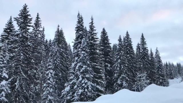 Бедярыш Южный Урал затяжной подъем