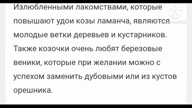 Кто такие ламанча доход плюсы и минусы породы