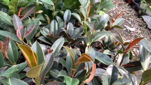 Ficus elastica Robusta смотреть онлайн
