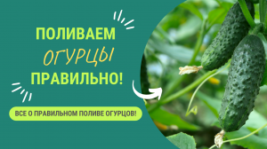 КАК ЧАСТО И СКОЛЬКО ПОЛИВАТЬ ОГУРЦЫ?