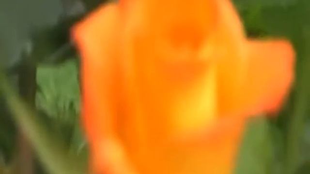 Оранжевые розы на дворе смотреть онлайн