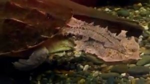 Черепаха Матамата