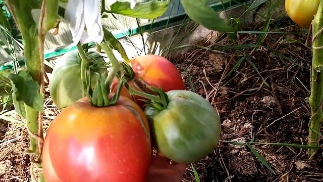 Обзор сортов томатов в теплице. 2020гЧасть 1 смотреть онлайн