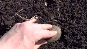 Картофель в теплой грядке. Посадка.