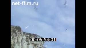 1976г. остров Врангеля. посёлок Ушаковское.