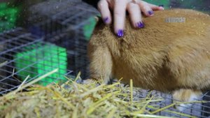 Кроличья ферма.