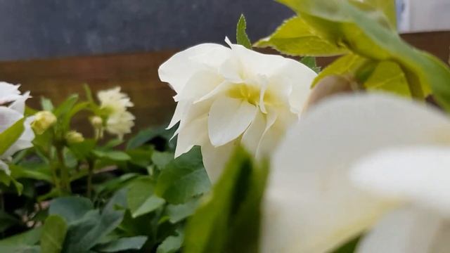 Helleborus 'Double Ellen White' смотреть онлайн