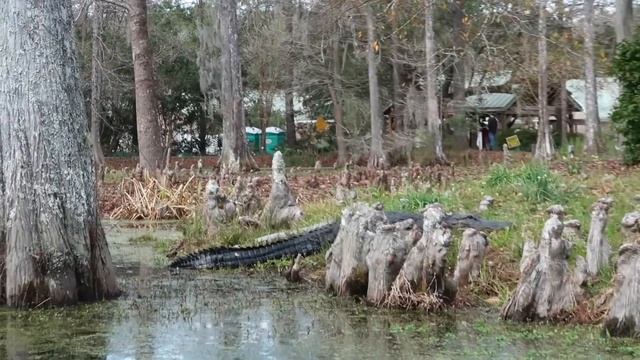 CHARLESTON & SOUTH CAROLINA GIRLS TRIP! ? ? USA ROAD TRIP // Fashion Mumblr Vlogs смотреть онлайн