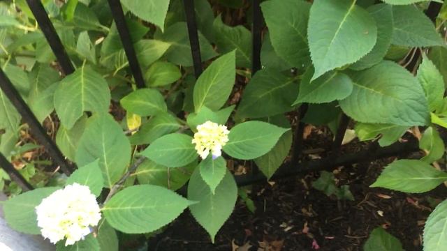 Can anyone tell me why my hydrangeas are not blooming? My neighbor's are lovely...not so much mine смотреть онлайн